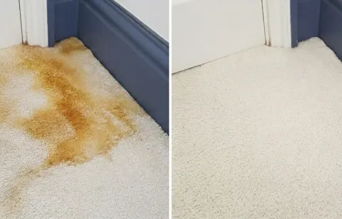 Before and after pet urine carpet cleaning — McNutt Road, Anthony NM 88021