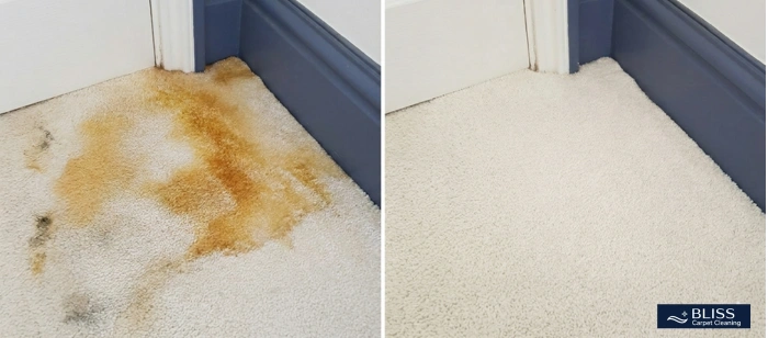 Before and after pet urine carpet cleaning McNutt Road Anthony NM 88021